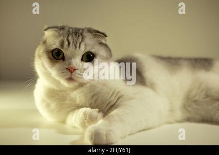 Blanc bicolore écossais pliage chat-chat regardant les yeux jaunes ouverts, gros plan portrait. race de chat Banque D'Images