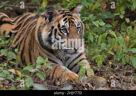 Tigre du Bengale royal, Panthera tigris, cub, Bandhavgarh Tiger Reserve, Madhya Pradesh,Inde Banque D'Images