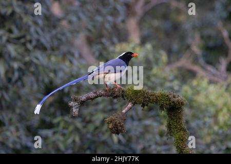 Blue Magpie à bec jaune, Urocissa flavirostris, Uttarakhand, Inde Banque D'Images