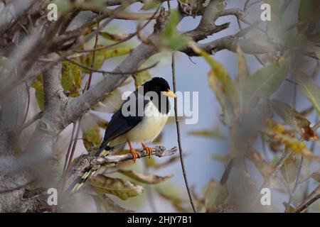 Blue Magpie à bec jaune, Urocissa flavirostris, Uttarakhand, Inde Banque D'Images