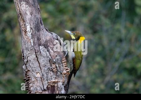 Pic à grandes naines jaunes, Picus flavinucha, Uttarakhand, Inde Banque D'Images