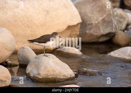 Green Sandpiper, Tringa ochropus, Uttarakhand, Inde Banque D'Images