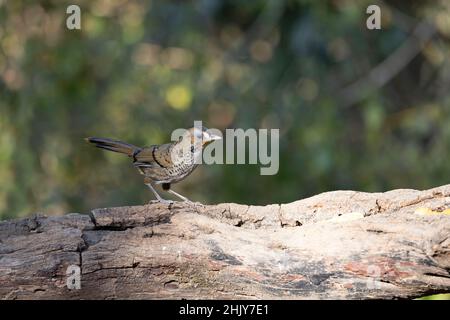 Laughingthrush, Ianthocinta rufogularis, Uttarakhand, Inde Banque D'Images