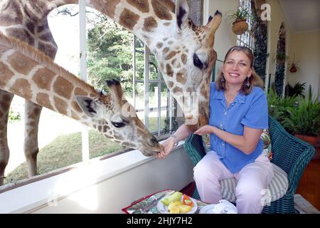 BRYONY ANDERSON DONNE UN PETIT PEU À DEUX GIRAFES ROTHSCHILD EN S'INCLINANT À TRAVERS LA FENÊTRE DU MANOIR GIRAFE.DANS LEUR MAISON DE MANOIR À NAIROBI, KENYA, LES ANDERSONS ONT PLUS D'UNE DOUZAINE DE GIRAFES SAUVAGES, QUI VIENNENT DEUX FOIS PAR JOUR ET METTENT LEUR TÊTE PAR LES FENÊTRES ET LES PORTES DU MANOIR POUR AVOIR LEUR COLLATION PRÉFÉRÉE DE FRUITS FRAIS.LES GIRAFES ROTHSCHILD ONT ÉTÉ RÉDUITES À MOINS DE 150 DANS LE MONDE, MAIS AVEC L'AIDE DES EFFORTS DE GIRAFFE MANOR, LA POPULATION MONDIALE A AUGMENTÉ À 350.PHOTO : GARYROBERTSPHOTO.COM Banque D'Images