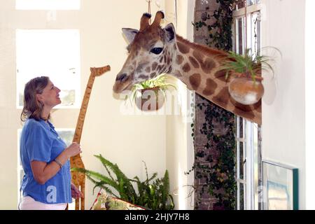 UNE GIRAFE ROTHSCHILD SALUANT BRYONY ANDERSON PAR LA FENÊTRE DU MANOIR GIRAFE.DANS LEUR MAISON DE MANOIR À NAIROBI, KENYA, LES ANDERSONS ONT PLUS D'UNE DOUZAINE DE GIRAFES SAUVAGES, QUI VIENNENT DEUX FOIS PAR JOUR ET METTENT LEUR TÊTE PAR LES FENÊTRES ET LES PORTES DU MANOIR POUR AVOIR LEUR COLLATION PRÉFÉRÉE DE FRUITS FRAIS.LES GIRAFES ROTHSCHILD ONT ÉTÉ RÉDUITES À MOINS DE 150 DANS LE MONDE, MAIS AVEC L'AIDE DES EFFORTS DE GIRAFFE MANOR, LA POPULATION MONDIALE A AUGMENTÉ À 350.PHOTO : GARYROBERTSPHOTO.COM Banque D'Images