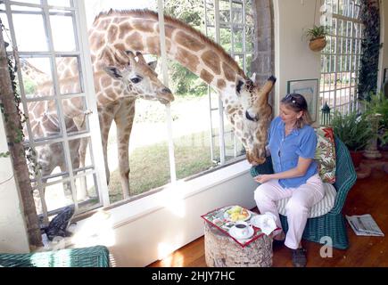 BRYONY ANDERSON DONNANT UNE GIRAFE ROTHSCHILD UN EN-CAS DE PETIT-DÉJEUNER PAR LA FENÊTRE.DANS LEUR MAISON DE MANOIR À NAIROBI, KENYA, LES ANDERSONS ONT PLUS D'UNE DOUZAINE DE GIRAFES SAUVAGES, QUI VIENNENT DEUX FOIS PAR JOUR ET METTENT LEUR TÊTE PAR LES FENÊTRES ET LES PORTES DU MANOIR POUR AVOIR LEUR COLLATION PRÉFÉRÉE DE FRUITS FRAIS.LES GIRAFES ROTHSCHILD ONT ÉTÉ RÉDUITES À MOINS DE 150 DANS LE MONDE, MAIS AVEC L'AIDE DES EFFORTS DE GIRAFFE MANOR, LA POPULATION MONDIALE A AUGMENTÉ À 350.PHOTO : GARYROBERTSPHOTO.COM Banque D'Images