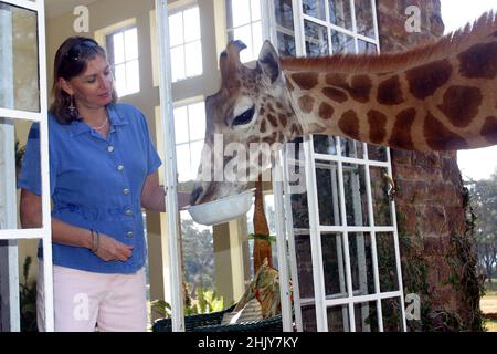 BRYONY ANDERSON NOURRISSANT UNE GIRAFE ROTHSCHILD EN REGARDANT PAR SA FENÊTRE AVANT.DANS LEUR MAISON DE MANOIR À NAIROBI, KENYA, LES ANDERSONS ONT PLUS D'UNE DOUZAINE DE GIRAFES SAUVAGES, QUI VIENNENT DEUX FOIS PAR JOUR ET METTENT LEUR TÊTE PAR LES FENÊTRES ET LES PORTES DU MANOIR POUR AVOIR LEUR COLLATION PRÉFÉRÉE DE FRUITS FRAIS.LES GIRAFES ROTHSCHILD ONT ÉTÉ RÉDUITES À MOINS DE 150 DANS LE MONDE, MAIS AVEC L'AIDE DES EFFORTS DE GIRAFFE MANOR, LA POPULATION MONDIALE A AUGMENTÉ À 350.PHOTO : GARYROBERTSPHOTO.COM Banque D'Images