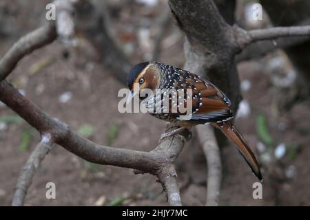 Laughingthrush tachetée, Ianthocincla ocellata, Népal Banque D'Images