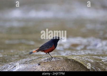 Redstart à capuchon blanc, Phoenicurus leucocephalus, homme, Uttarakhand, Inde Banque D'Images