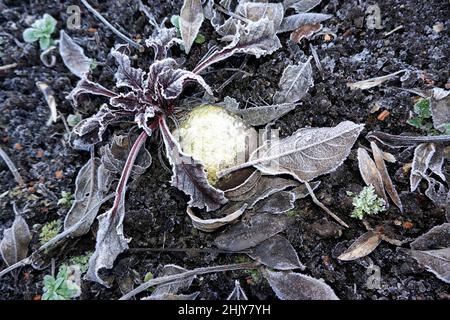 Rote Beete (Beta vulgaris subsp. Vulgaris), auch Rote Beete oder Rote Rübe, hier im Hochbeet, verträgt Frost und ist damit ein echtes Wintergemüse Banque D'Images