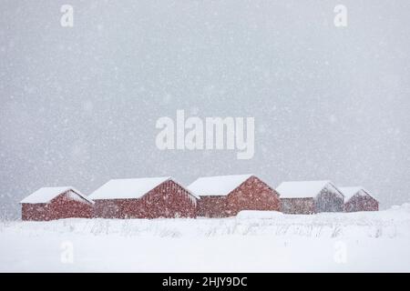 Cabanes de pêcheurs en bois rouge, îles Lofoten, Norvège dans la neige. Banque D'Images