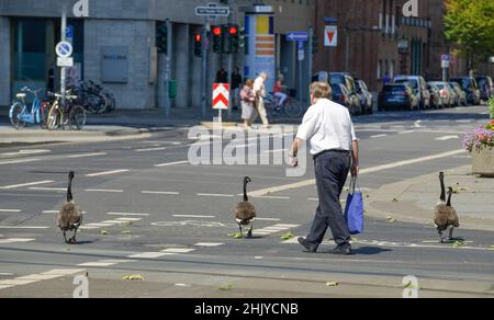 Gänse, Graf-Adolf-Platz, Düsseldorf, Nordrhein-Westfalen, Deutschland Banque D'Images