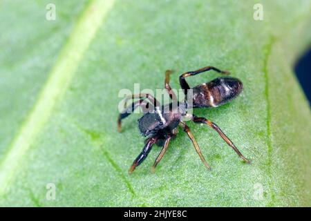 Super macro image de l'araignée sauteuse - Salticidae à fort grossissement.cette araignée sauvage de Croatie.Prenez une photo avec un équipement de macro. Banque D'Images