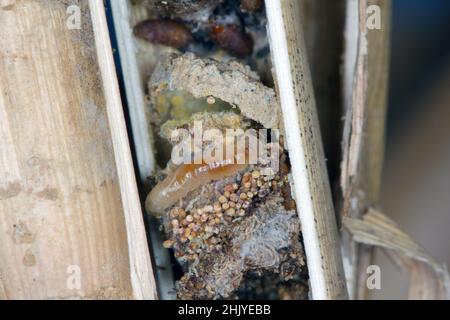 Chez Osmia bicornis, synonyme Osmia rufa, Caterpillar Nemapogon granella (ver du grain européen ou papillon du grain européen) est une espèce d'abeille maçon. Banque D'Images