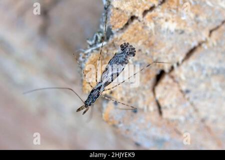 Insecte commun d'assassin à pattes de fil Empicoris culiciformis. Banque D'Images