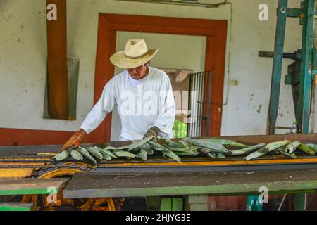 Maschine zum Quetschen von Sisal-Agaven Landwirtschaftsmuseum, von, Sisalfasern, Hacienda Sotuta de Peon, Yucatan, Mexique Banque D'Images