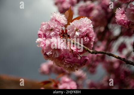 Fleur de cerisier japonais pleine fleur. Banque D'Images