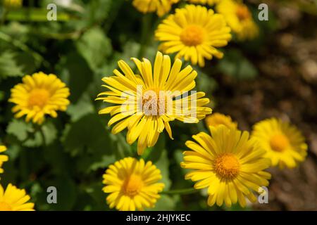 Doronicum jaune vif fleurit au soleil Banque D'Images