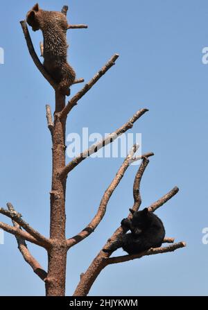 Adorable paire de deux petits ours noirs assis sur des branches d'arbre. Banque D'Images