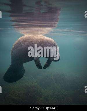 Un lamantin sous l'eau en Floride Banque D'Images