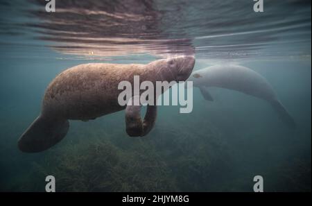 Un lamantin sous l'eau en Floride Banque D'Images