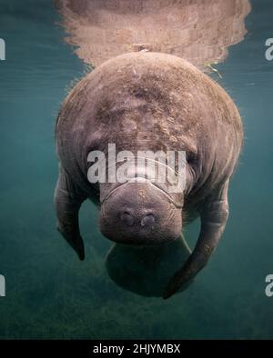 Un lamantin sous l'eau en Floride Banque D'Images