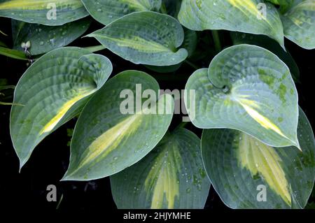 Raindrops sur des feuilles vertes/jaunes de Hosta 'Paradise Glory' cultivées aux frontières de RHS Garden Harlow Carr, Harrogate, Yorkshire, Royaume-Uni. Banque D'Images
