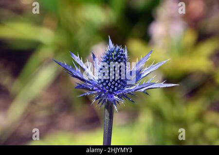 Fleur unique en forme de pic Eryngium x zabelii 'Big Blue' (Sea Holly) cultivée aux frontières de RHS Garden Harlow Carr, Harrogate, Yorkshire, Royaume-Uni. Banque D'Images