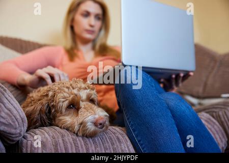 Femme avec chien de Cockapoo d'animal de compagnie se détendre sur un canapé avec ordinateur portable à la maison Banque D'Images