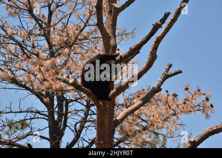 Bébé ours noir cub assis dans un pin mort sur une branche. Banque D'Images