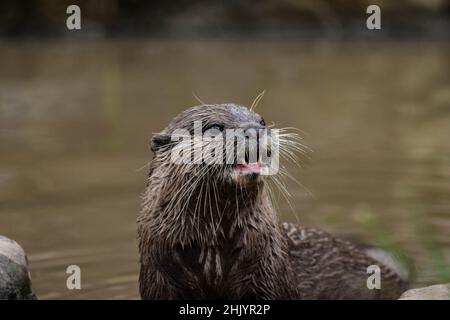 Otter asiatique à courte mâchoire Banque D'Images