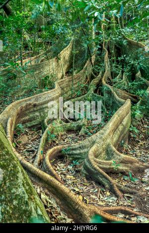 Racines massives d'arbres à la surface du figuier dans la forêt tropicale de la jungle, Parc national de Rincon de la Vieja, Parque Nacional Rincon de la Vieja, Guanaca Banque D'Images