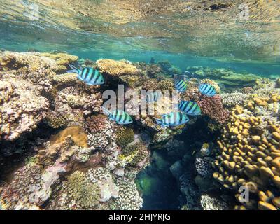 Le sergent-major de l'école des demoiselles (Abudefduf vaigiensis, Pomacentridae) sur la plage de la mer rouge, Marsa Alam, Egypte Banque D'Images