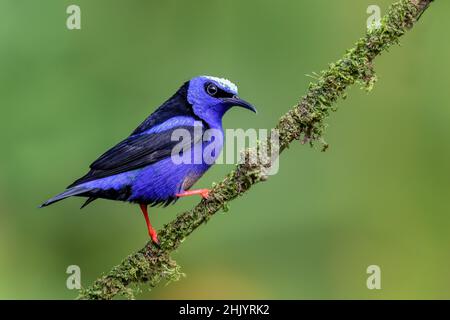 La Fortuna, le volcan Arenal, la faune et l'observation des oiseaux au Costa Rica. Banque D'Images