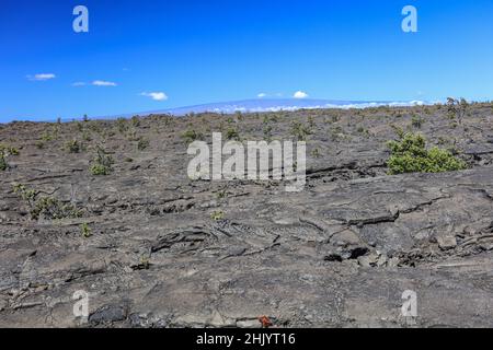 Une « sea » de lave s'étend de Kilauea jusqu'à la mer sur Big Island. Banque D'Images