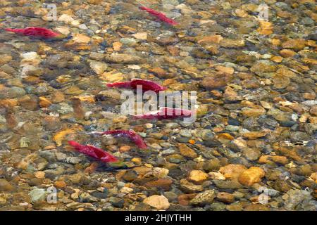 Natation saumon sockeye Adams River.Saumon sockeye se rassemblant sur les frayères de la rivière Adams, en Colombie-Britannique, au Canada. Banque D'Images