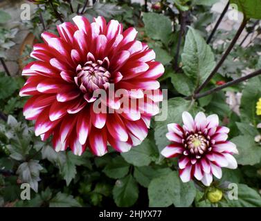 Une photo de gros plan de dahlia rouge et blanc, Karma Yin Yang Banque D'Images