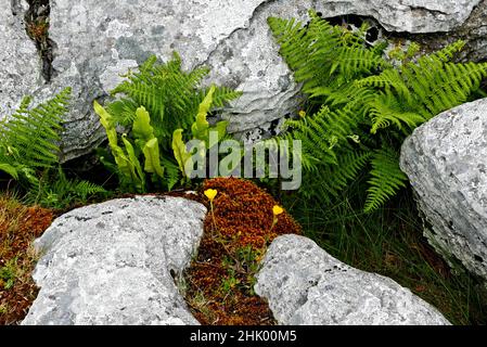 Poulnabrone, le Burren, comté de Clare, province de Munster, République d'Irlande,Europe Banque D'Images