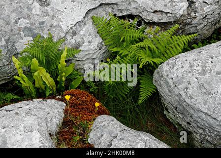 Poulnabrone, le Burren, comté de Clare, province de Munster, République d'Irlande,Europe Banque D'Images