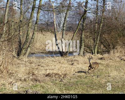 Un roe buck fuyant dans une forêt alluviale Banque D'Images