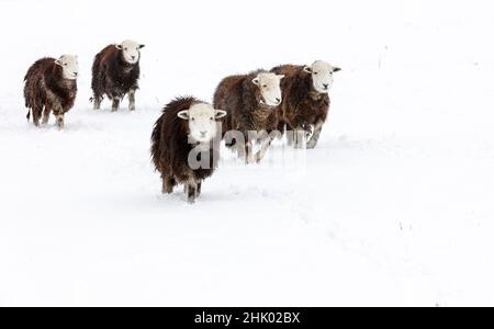 Mouton Herdwick (agneau de brebis) dans la neige Banque D'Images