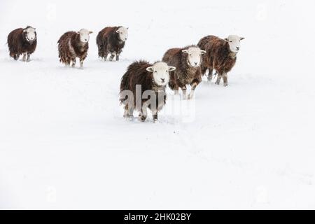 Mouton Herdwick (agneau de brebis) dans la neige Banque D'Images