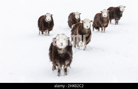 Mouton Herdwick (agneau de brebis) dans la neige Banque D'Images