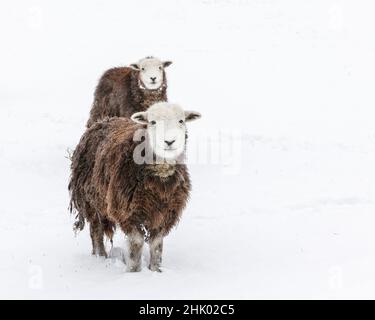 Mouton Herdwick (agneau de brebis) dans la neige Banque D'Images