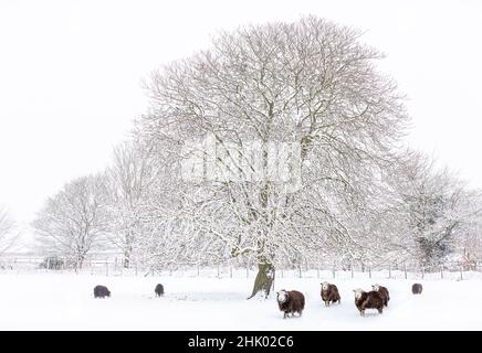 Mouton Herdwick (agneau de brebis) dans la neige Banque D'Images