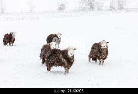 Mouton Herdwick (agneau de brebis) dans la neige Banque D'Images