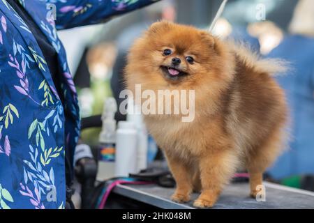 Une petite race de chien de Poméranie brun se tient sur la table. Banque D'Images