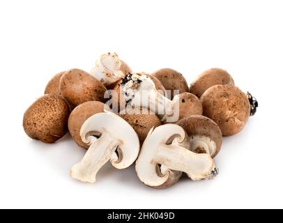 Agaricus bisporus devant un fond blanc Banque D'Images