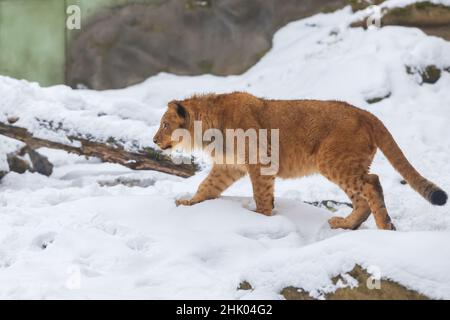 Un lion de berbère se dresse dans un paysage hivernal dans la neige. Banque D'Images