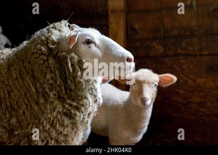 Famille de moutons avec bébé agneau dans une grange sur une petite ferme rurale en Pennsylvanie, Etats-Unis Banque D'Images